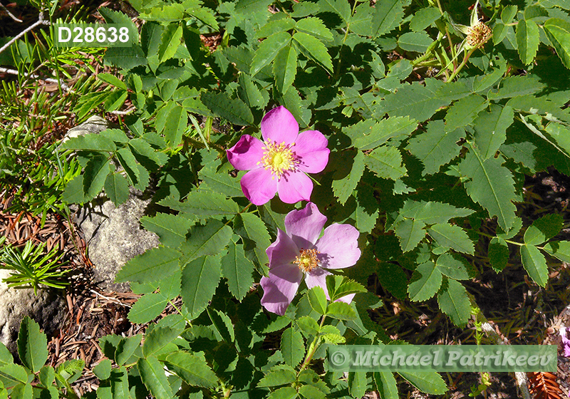 Prickly Rose (Rosa acicularis)